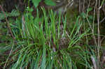 Longstalk sedge